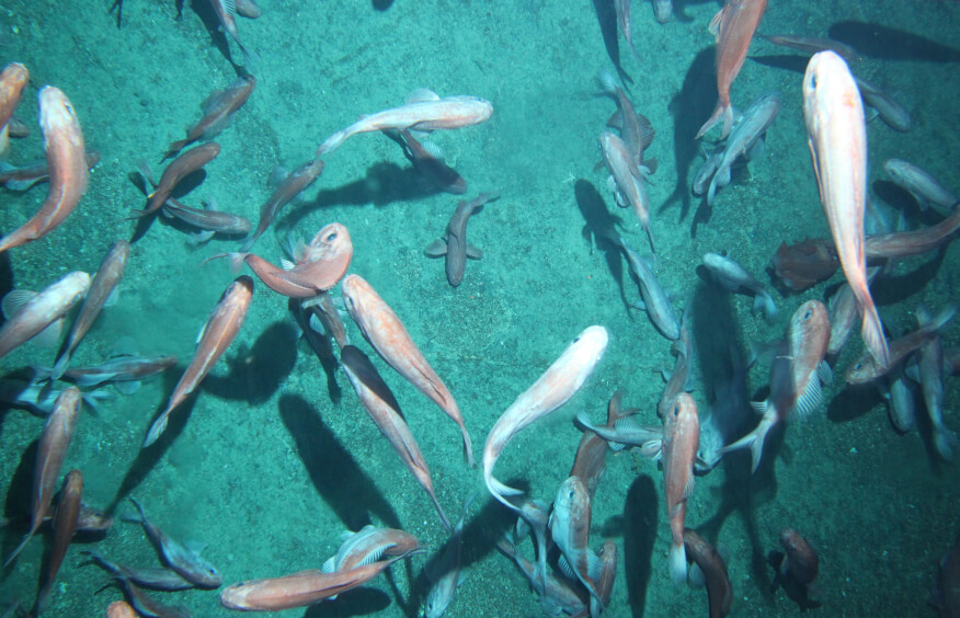 Swimming fish