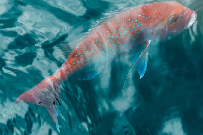 Ika